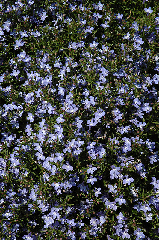 Techno Light Blue Lobelia (Lobelia erinus 'Techno Light Blue') at Caan Floral & Greenhouse