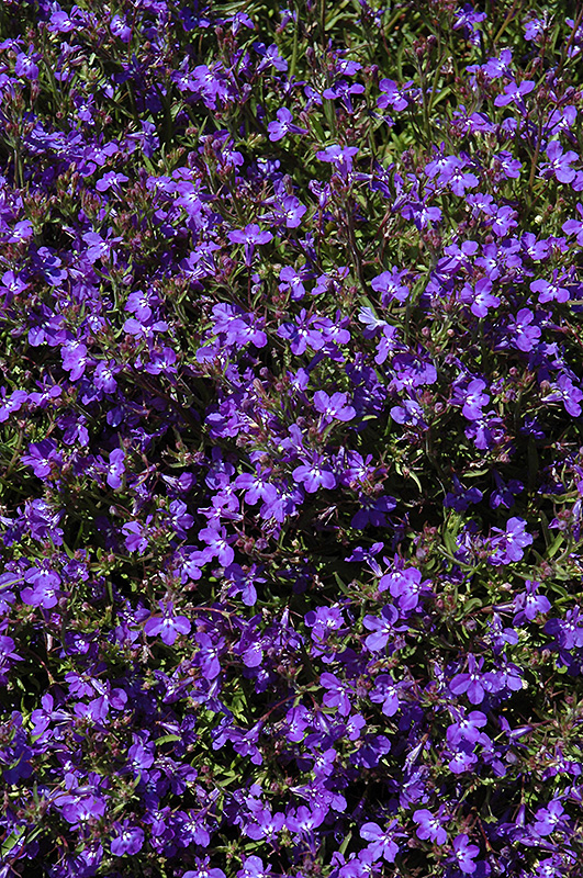 Techno Dark Blue Lobelia (Lobelia erinus 'Techno Dark Blue') at Caan Floral & Greenhouse