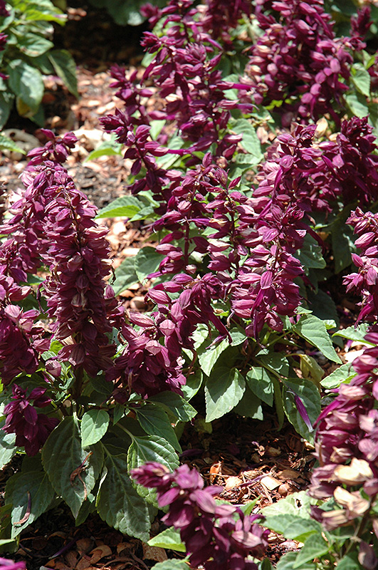 Sizzler Purple Sage (Salvia splendens 'Sizzler Purple') at Caan Floral & Greenhouse