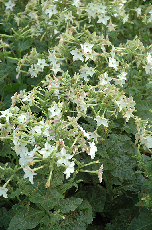 Perfume White Flowering Tobacco (Nicotiana 'Perfume White') at Caan Floral & Greenhouse