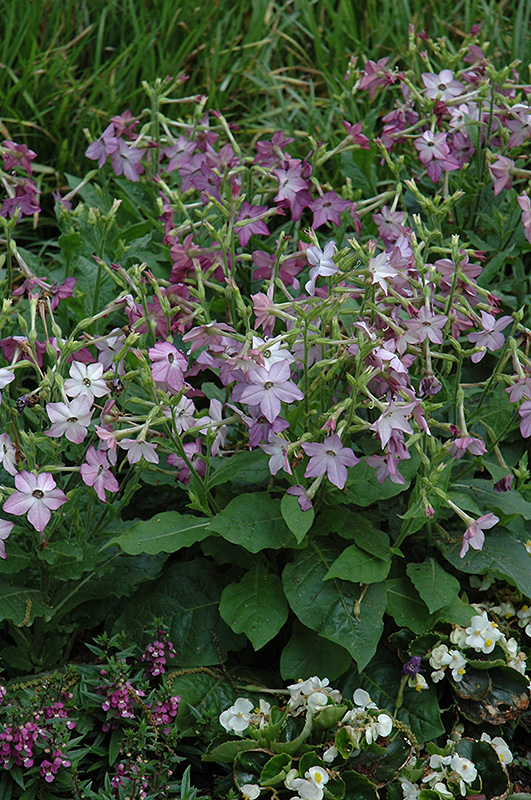 Perfume Purple Flowering Tobacco (Nicotiana 'Perfume Purple') at Caan Floral & Greenhouse