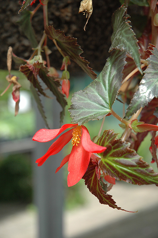 Million Kisses Amour Begonia (Begonia 'Yamour') at Caan Floral & Greenhouse