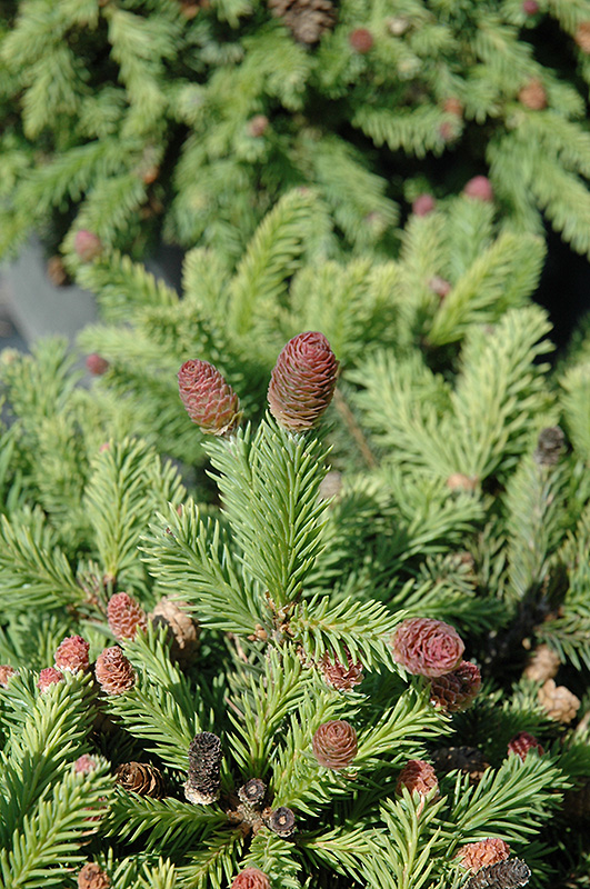 Pusch Spruce (Picea abies 'Pusch') at Caan Floral & Greenhouse