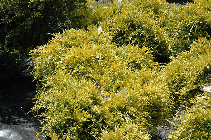 Sea Of Gold Juniper (Juniperus x media 'Sea Of Gold') at Caan Floral & Greenhouse