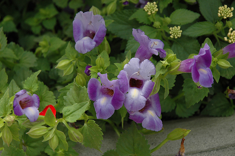 Summer Wave Large Blue Torenia (Torenia 'Summer Wave Large Blue') at Caan Floral & Greenhouse