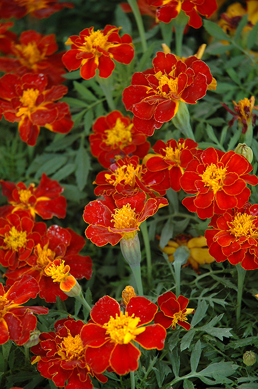 Safari Red Marigold (Tagetes patula 'Safari Red') at Caan Floral & Greenhouse