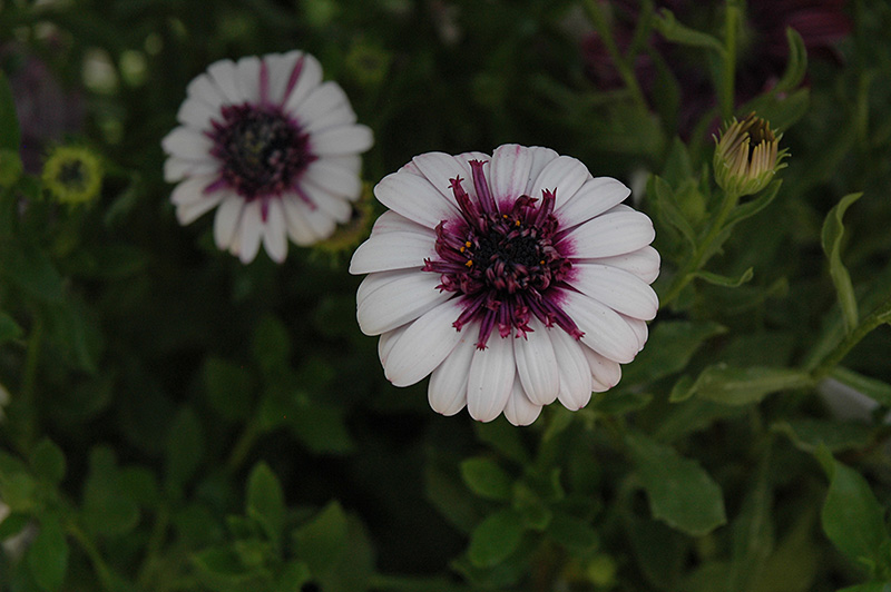 3D Berry White African Daisy (Osteospermum '3D Berry White') at Caan Floral & Greenhouse