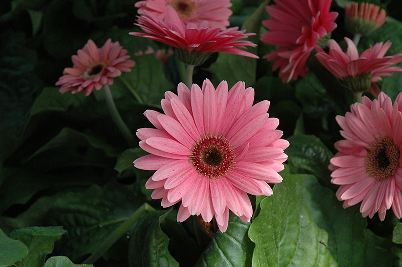 Royal Deep Pink Gerbera Daisy (Gerbera 'Royal Deep Pink') at Caan Floral & Greenhouse