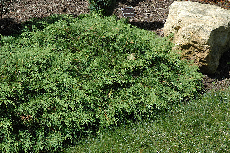 Russian Cypress (Microbiota decussata) at Caan Floral & Greenhouse