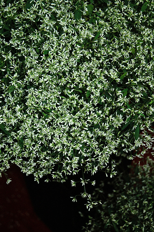 Stardust Super Flash Euphorbia (Euphorbia 'Stardust Super Flash') at Caan Floral & Greenhouse