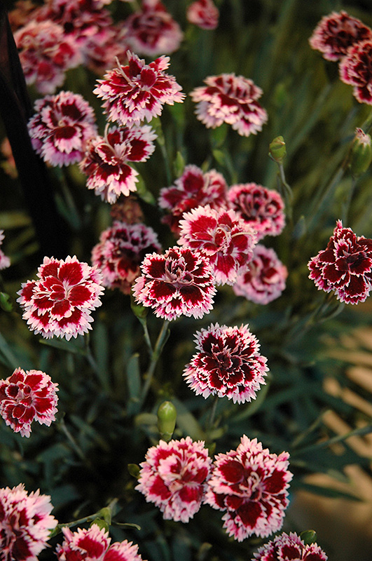 EverLast Lilac plus Eye Pinks (Dianthus 'EverLast Lilac Plus Eye') at Caan Floral & Greenhouse