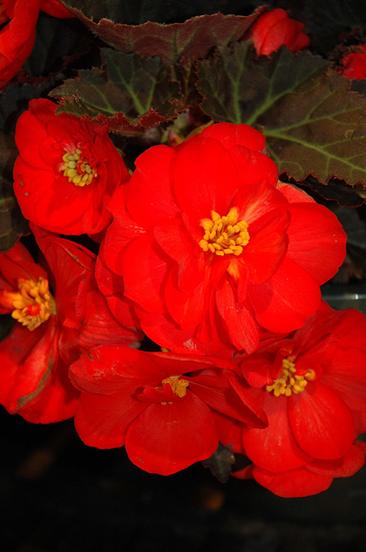 Nonstop Mocca Scarlet Begonia (Begonia 'Nonstop Mocca Scarlet') at Caan Floral & Greenhouse