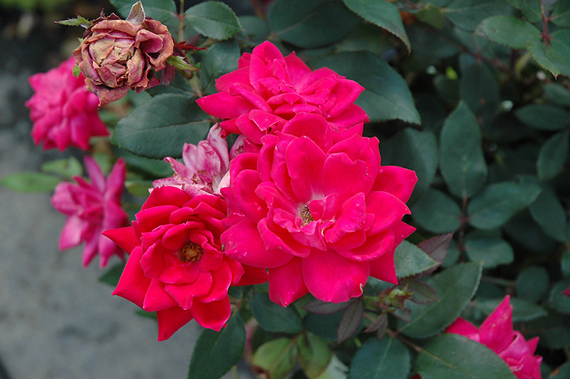 Knock Out Double Red Rose (Rosa 'Radtko') at Caan Floral & Greenhouse