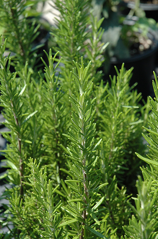 Barbeque Rosemary (Rosmarinus officinalis 'Barbeque') at Caan Floral & Greenhouse