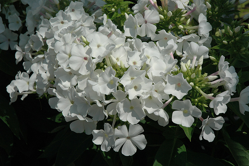 White Flame Garden Phlox (Phlox paniculata 'White Flame') at Caan Floral & Greenhouse