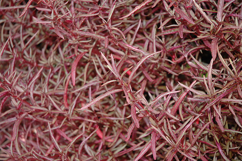 Red Threads Alternanthera (Alternanthera ficoidea 'Red Threads') at Caan Floral & Greenhouse