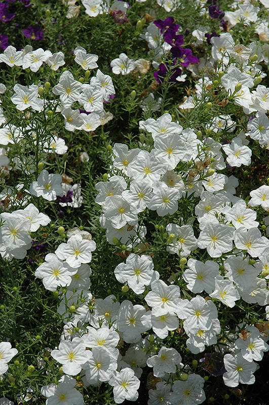 White Robe Cupflower (Nierembergia scoparia 'White Robe') at Caan Floral & Greenhouse