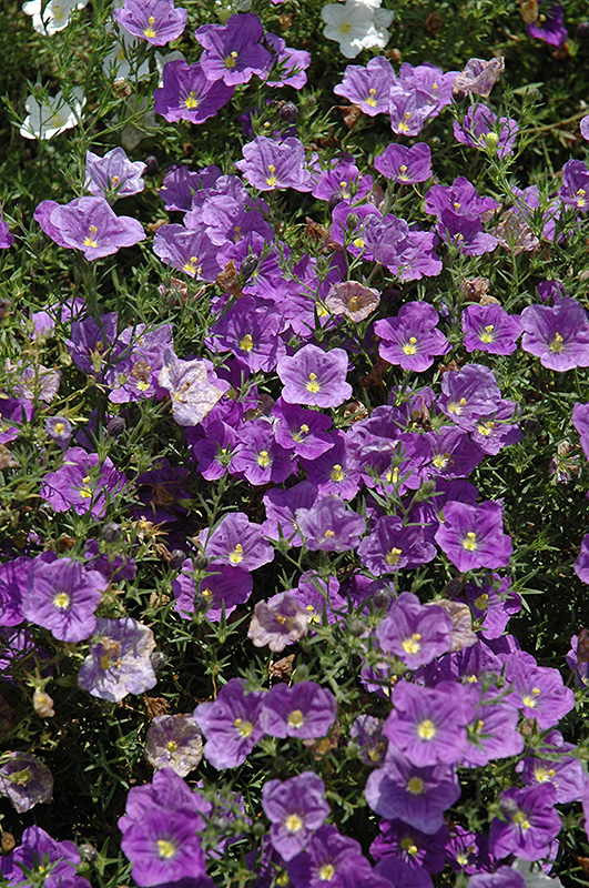 Purple Robe Cupflower (Nierembergia scoparia 'Purple Robe') at Caan Floral & Greenhouse