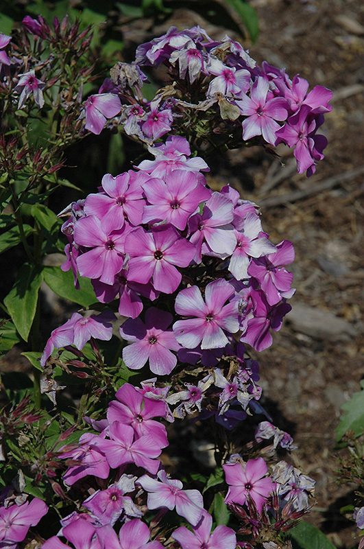 Violet Flame Garden Phlox (Phlox paniculata 'Barsixtyone') at Caan Floral & Greenhouse