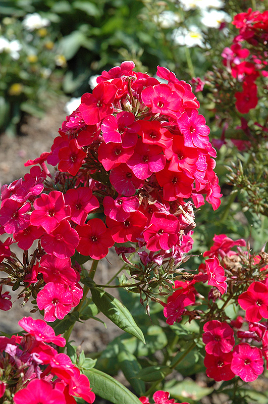 Flame Red Garden Phlox (Phlox paniculata 'Flame Red') at Caan Floral & Greenhouse
