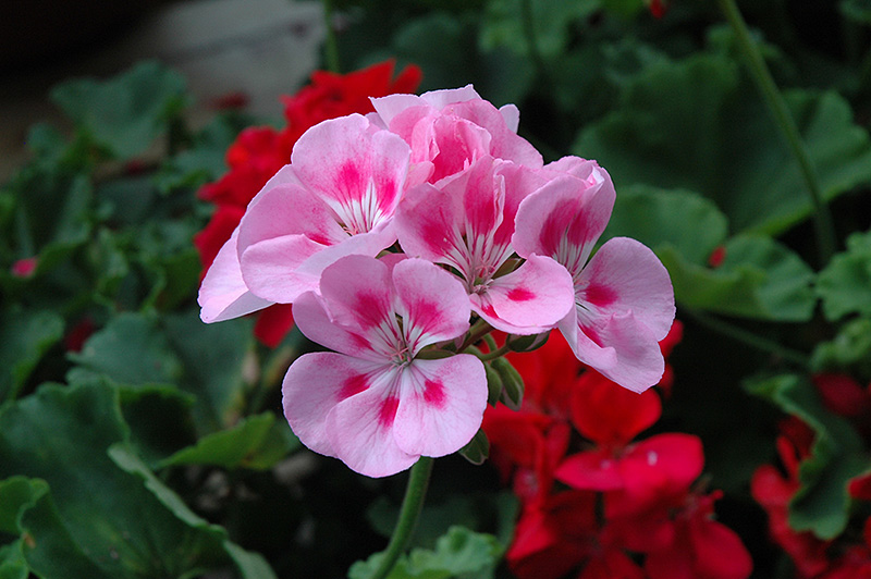 Rocky Mountain Light Pink Geranium (Pelargonium 'Rocky Mountain Light Pink') at Caan Floral & Greenhouse