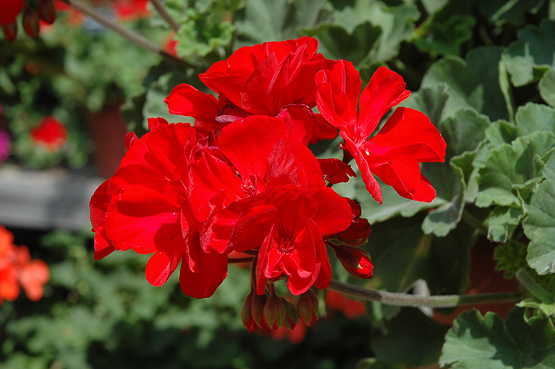 Fantasia Dark Red Geranium (Pelargonium 'Fantasia Dark Red') at Caan Floral & Greenhouse