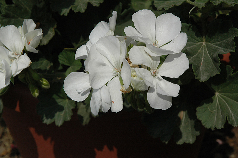 Savannah White Geranium (Pelargonium 'Savannah White') at Caan Floral & Greenhouse