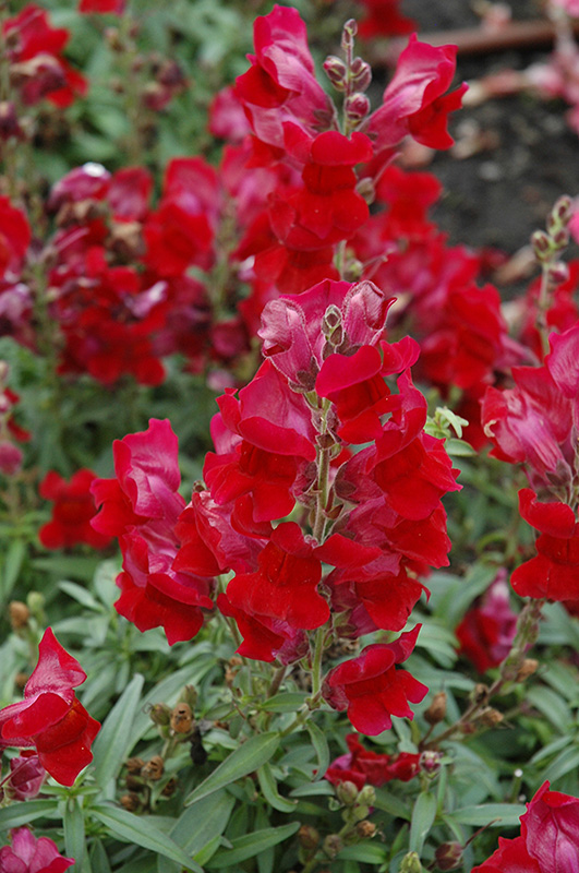 Speedy Sonnet Crimson Snapdragon (Antirrhinum majus 'Speedy Sonnet Crimson') at Caan Floral & Greenhouse