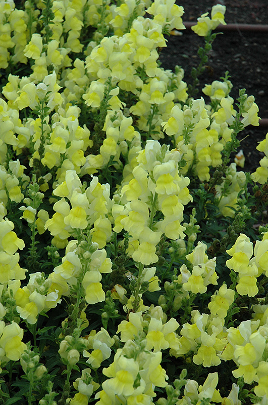 Speedy Sonnet Yellow Snapdragon (Antirrhinum majus 'Speedy Sonnet Yellow') at Caan Floral & Greenhouse