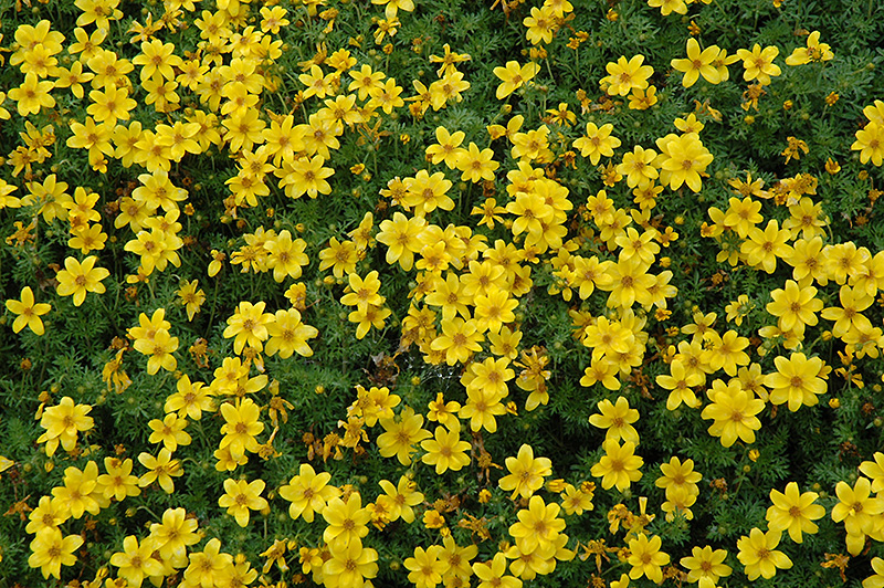 Sun Drop Bidens (Bidens ferulifolia 'Balbisopim') at Caan Floral & Greenhouse