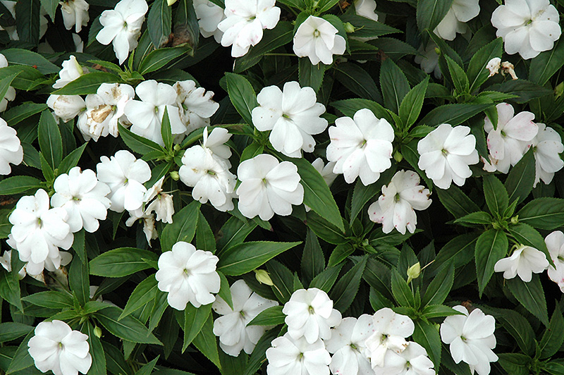 Divine White New Guinea Impatiens (Impatiens hawkeri 'Divine White') at Caan Floral & Greenhouse