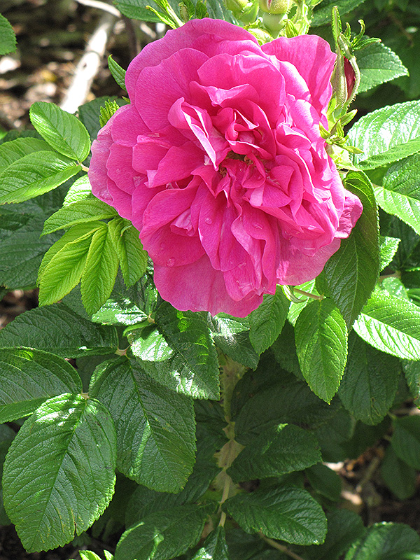 Hansa Rose (Rosa 'Hansa') at Caan Floral & Greenhouse