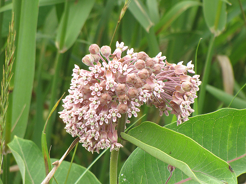 Common Milkweed (Asclepias syriaca) at Caan Floral & Greenhouse