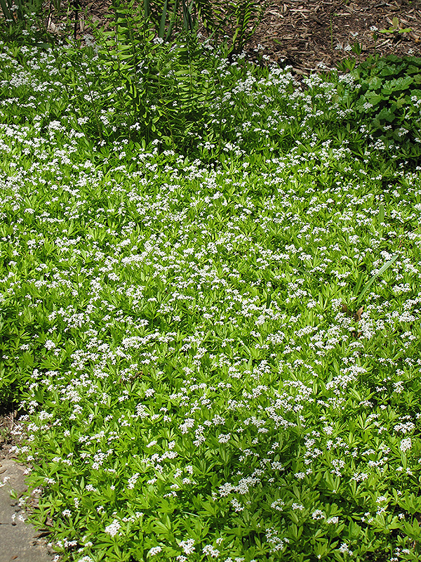 Sweet Woodruff (Galium odoratum) at Caan Floral & Greenhouse