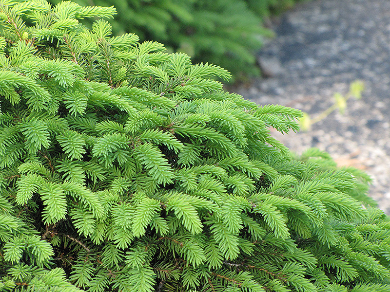Birds Nest Spruce (Picea abies 'Nidiformis') at Caan Floral & Greenhouse