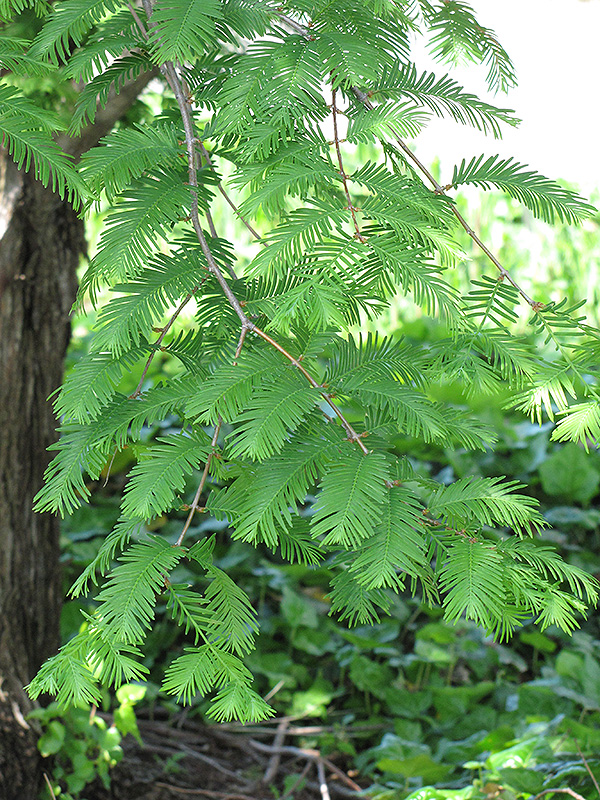 Dawn Redwood (Metasequoia glyptostroboides) at Caan Floral & Greenhouse