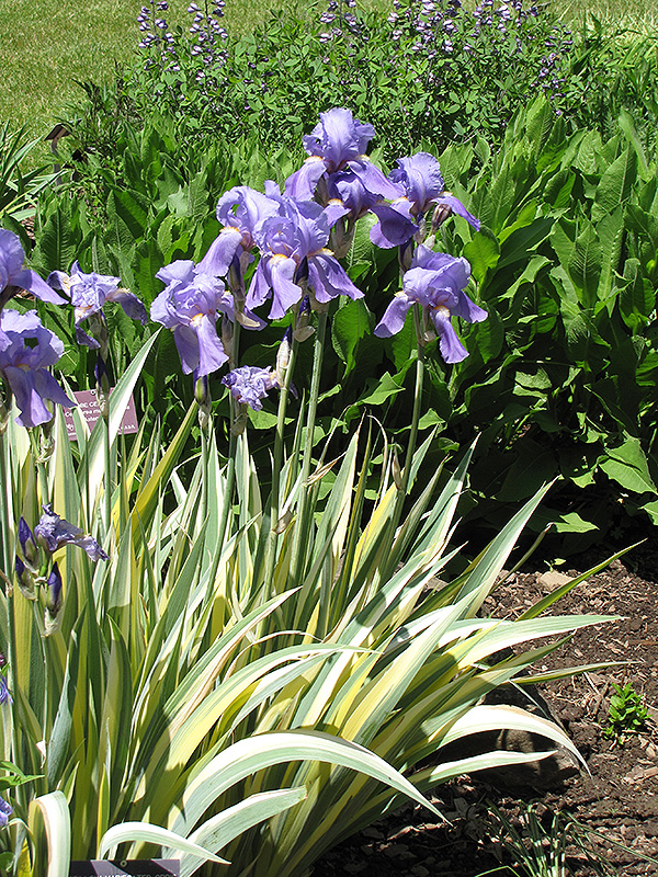 Golden Variegated Sweet Iris (Iris pallida 'Aureovariegata') at Caan Floral & Greenhouse