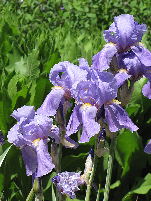 Golden Variegated Sweet Iris (Iris pallida 'Aureovariegata') at Caan Floral & Greenhouse