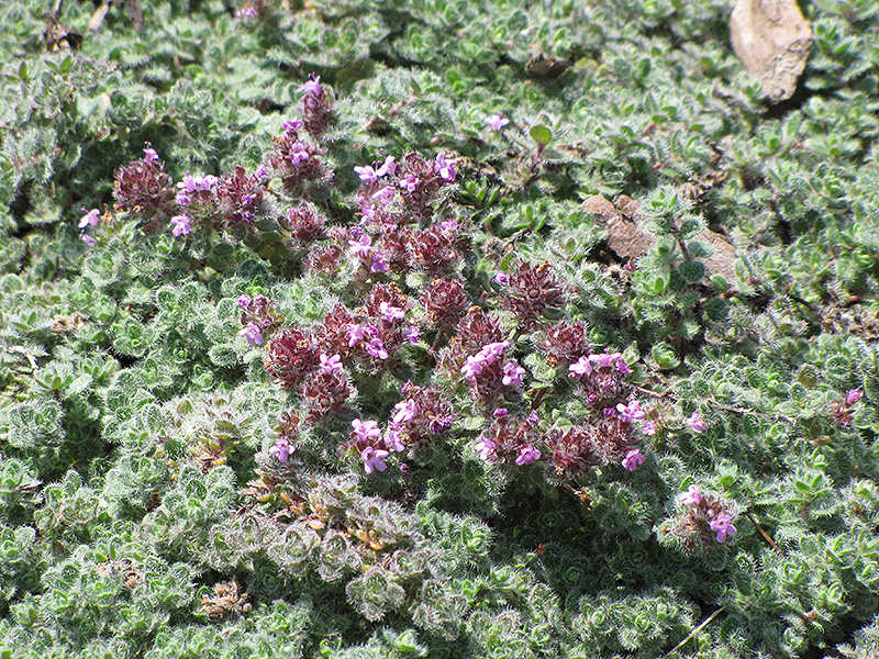 Wooly Thyme (Thymus pseudolanuginosis) at Caan Floral & Greenhouse