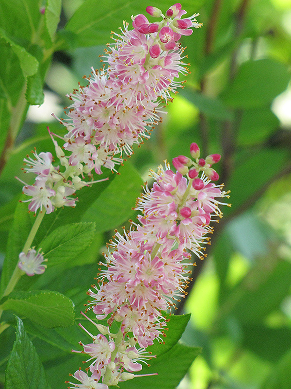 Ruby Spice Summersweet (Clethra alnifolia 'Ruby Spice') at Caan Floral & Greenhouse