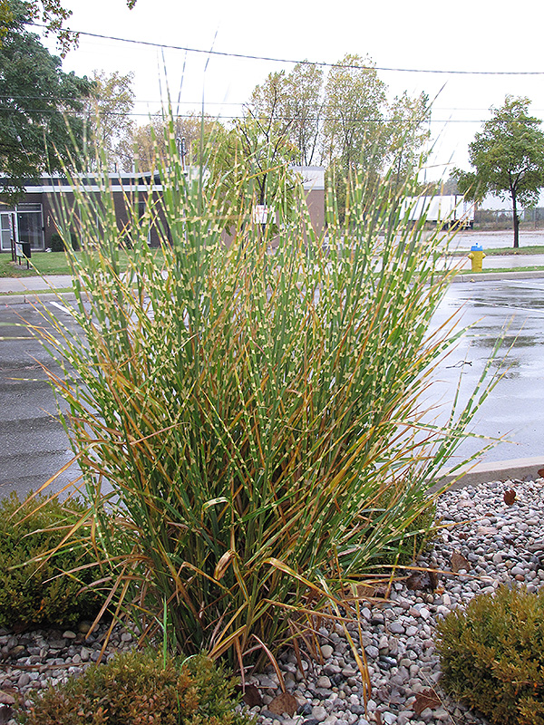 Porcupine Grass (Miscanthus sinensis 'Strictus') at Caan Floral & Greenhouse