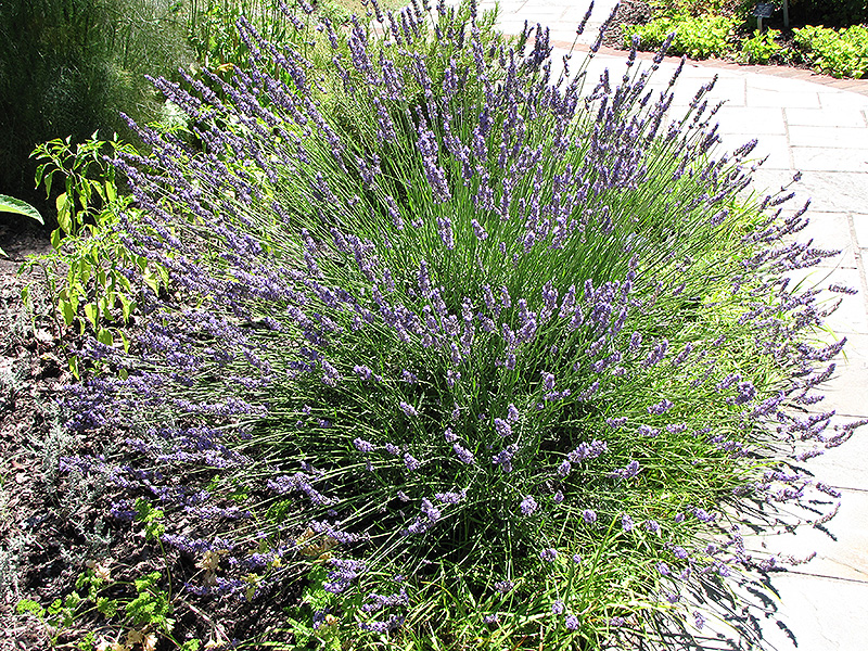 Grosso Lavender (Lavandula x intermedia 'Grosso') at Caan Floral & Greenhouse