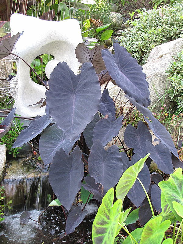 Black Magic Elephant Ear (Colocasia esculenta 'Black Magic') at Caan Floral & Greenhouse