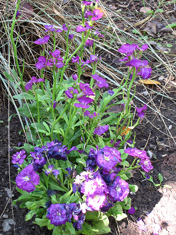Purple Stock (Matthiola incana 'Purple') at Caan Floral & Greenhouse