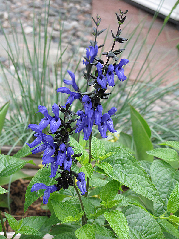 Black And Blue Anise Sage (Salvia guaranitica 'Black And Blue') at Caan Floral & Greenhouse