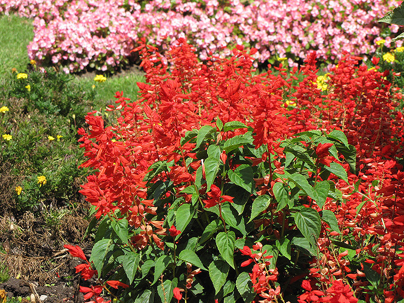 Sizzler Red Sage (Salvia splendens 'Sizzler Red') at Caan Floral & Greenhouse