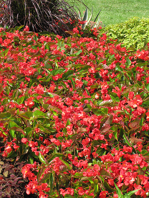 Dragon Wing Red Begonia (Begonia 'Dragon Wing Red') at Caan Floral & Greenhouse