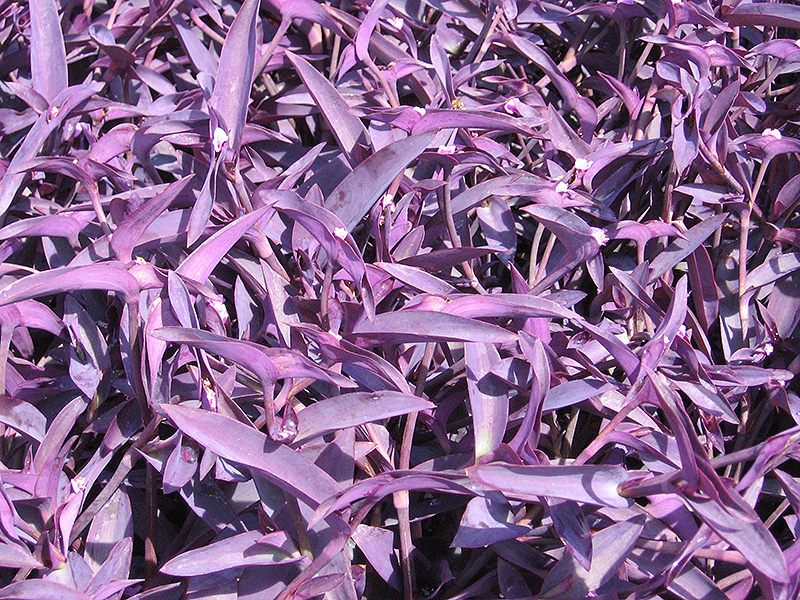 Purple Heart Spider Lily (Tradescantia pallida 'Purple Heart') at Caan Floral & Greenhouse