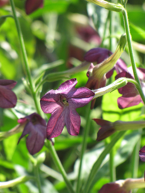 Perfume Deep Purple Flowering Tobacco (Nicotiana 'Perfume Deep Purple') at Caan Floral & Greenhouse