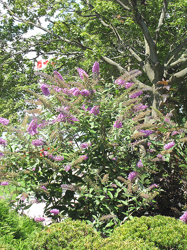 Pink Delight Butterfly Bush (Buddleia davidii 'Pink Delight') at Caan Floral & Greenhouse